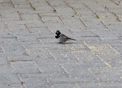 Passer melanurus melanurus