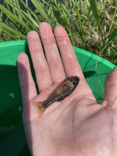 Fathead Minnow