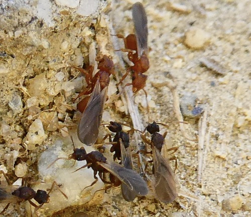 Wheeler’s Fungus-farming Ant