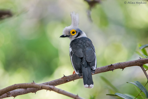 White-crested Helmetshrike