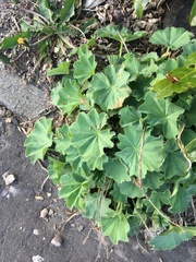 Alchemilla mollis