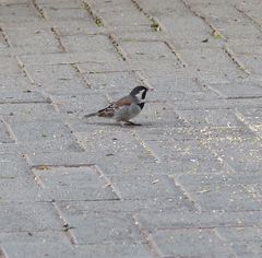 Passer melanurus melanurus