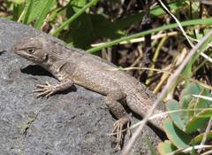 Stenocercus guentheri