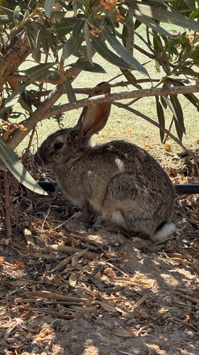 European Rabbit