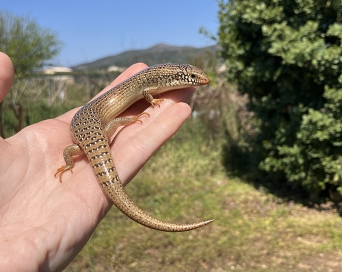 Ocellated Bronze Skink, Κρήτη, Καστέλλι, Κρήτη, GR, photo 9 of 10