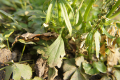 Ranunculus auricomus