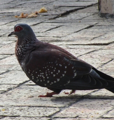 Columba guinea phaeonota