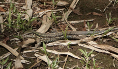 Ameiva