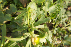 Ranunculus auricomus