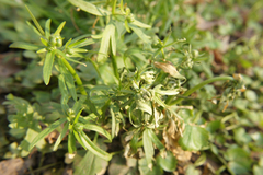 Ranunculus auricomus