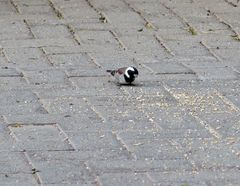 Passer melanurus melanurus