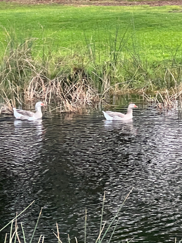Greylag Goose