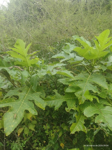 Vasconcellea quercifolia, photograph 2
