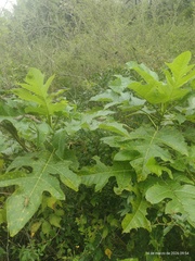 Vasconcellea quercifolia, photograph Marcos Gramaglia, CC BY, iNaturalist via GBIF