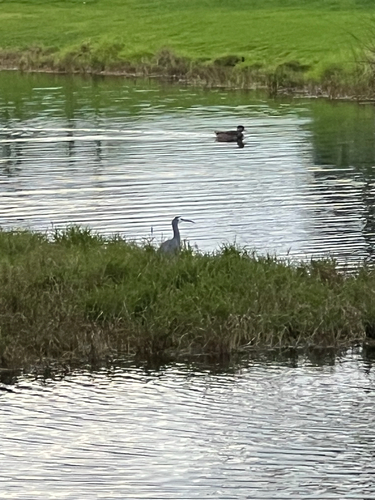White-faced Heron
