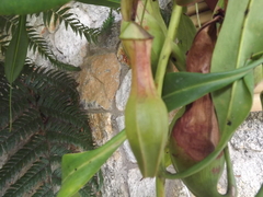 Nepenthes alata × ventricosa