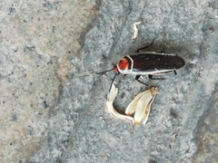 Pseudomops interceptus