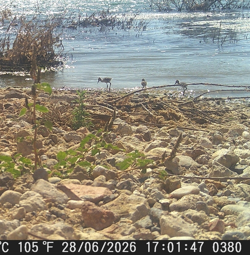Black-winged Stilt