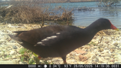 Common Moorhen