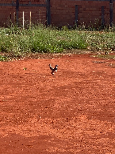 Southern Lapwing