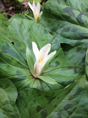 Trillium albidum