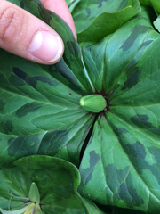 Trillium albidum