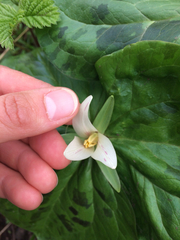 Trillium albidum