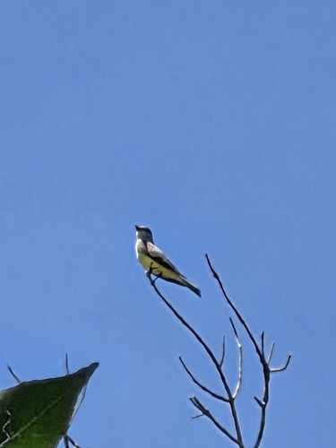 Western Kingbird