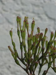 Hatiora salicornoides
