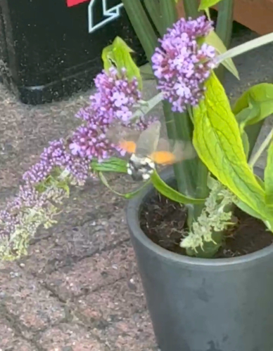 Eurasian Hummingbird Hawkmoth