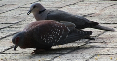 Columba guinea phaeonota