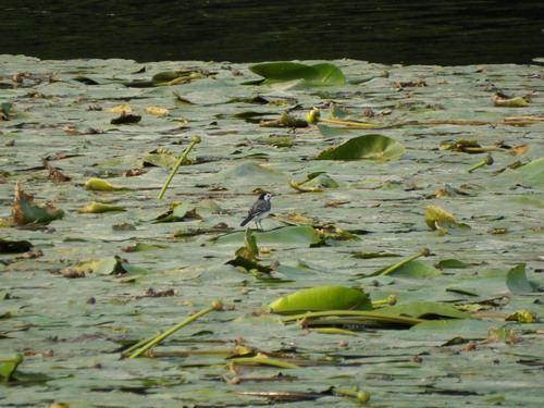 White Wagtail