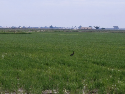 Glossy Ibis