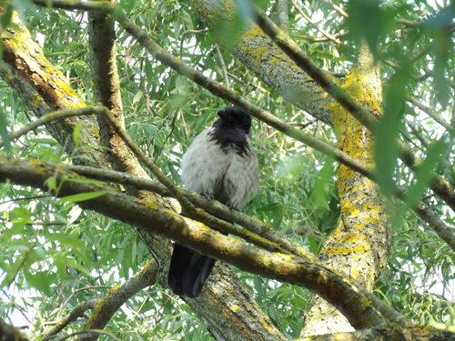 Hooded Crow
