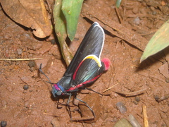 Mysoria barcastus