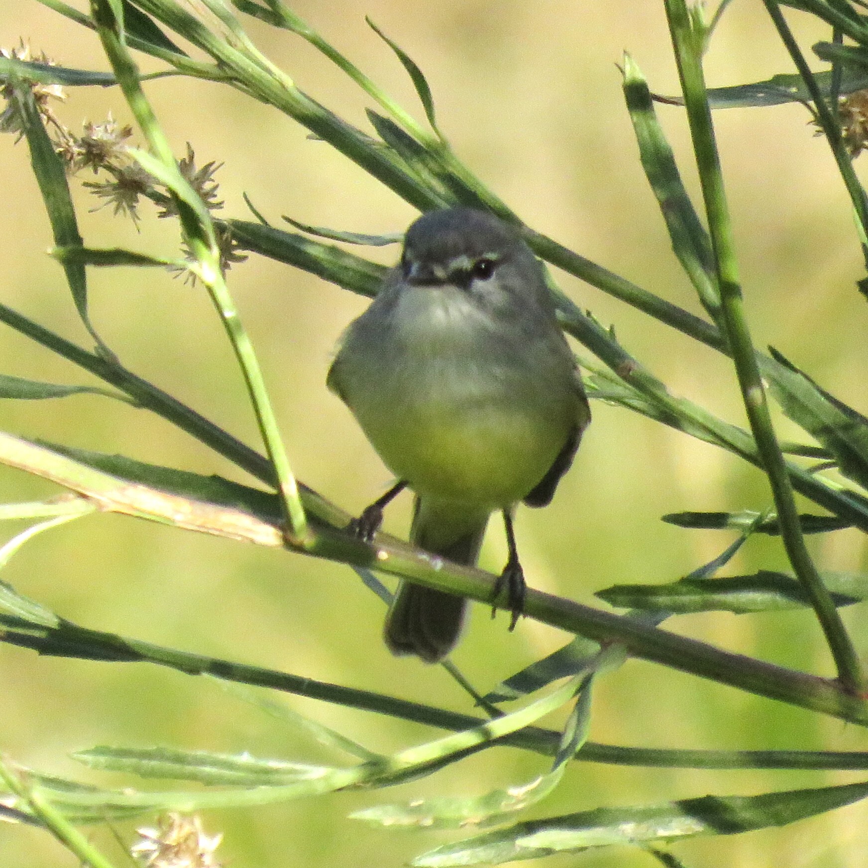 Straneck's Tyrannulet (Serpophaga griseicapilla), photo 3
