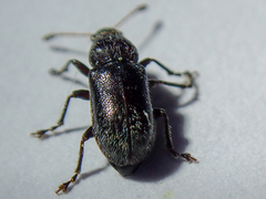 Doydirhynchus austriacus