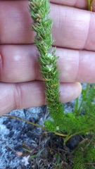 Cliffortia subsetacea