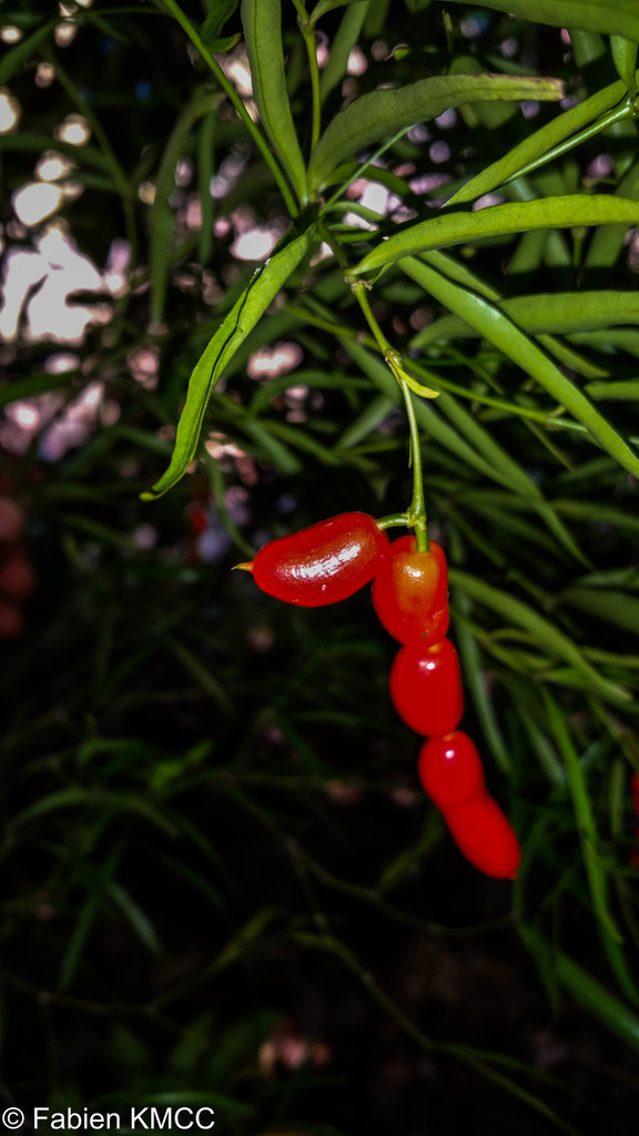 Petchia