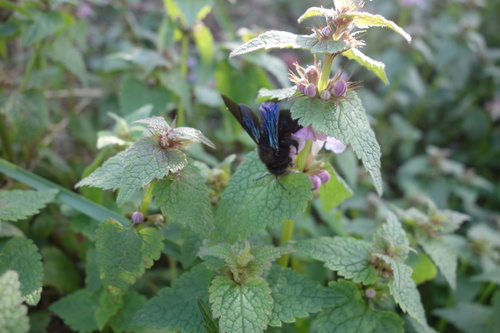Violet Carpenter Bee