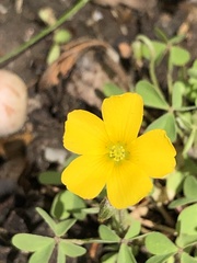Oxalis