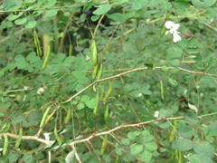 Indigofera micrantha