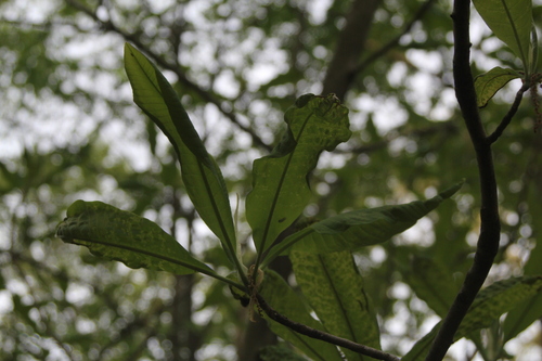 Magnolia tripetala