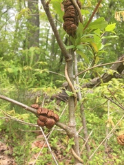 Disholcaspis spongiosa