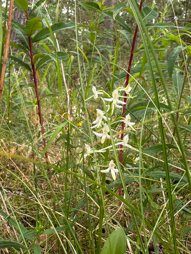 Lesser butterfly-orchid