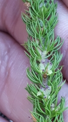 Cliffortia subsetacea