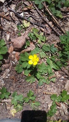 Ranunculus neapolitanus