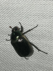 Paranomala cincta
