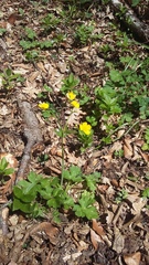 Ranunculus neapolitanus