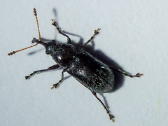 Doydirhynchus austriacus